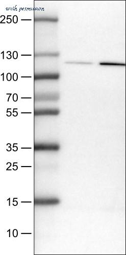 Atlas Antibodies AMAb90569 image 1