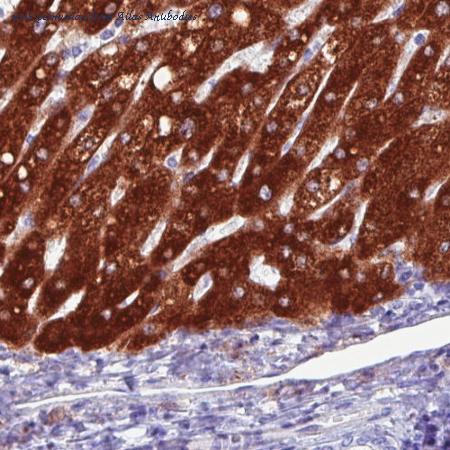 Atlas Antibodies AMAb90572 image 1