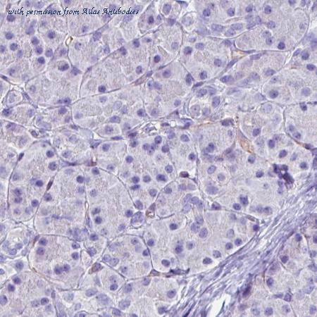 Atlas Antibodies AMAb90572 image 2