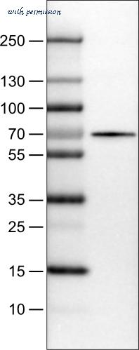 Atlas Antibodies AMAb90572 image 3