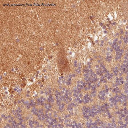 Atlas Antibodies AMAb90595 image 1