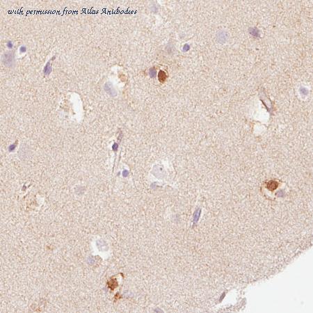 Atlas Antibodies AMAb90595 image 2
