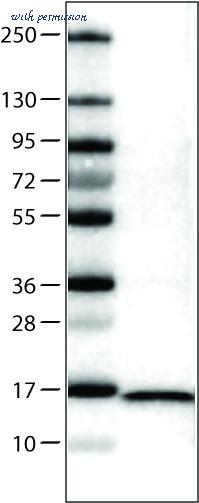 Atlas Antibodies AMAb90595 image 3