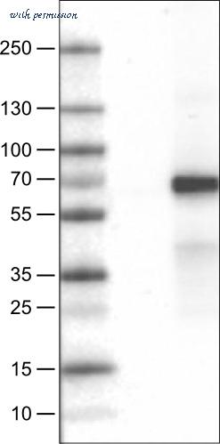 Atlas Antibodies AMAb90600 image 1
