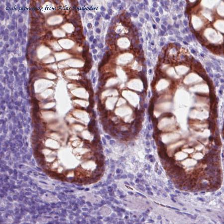 Atlas Antibodies AMAb90639 image 2