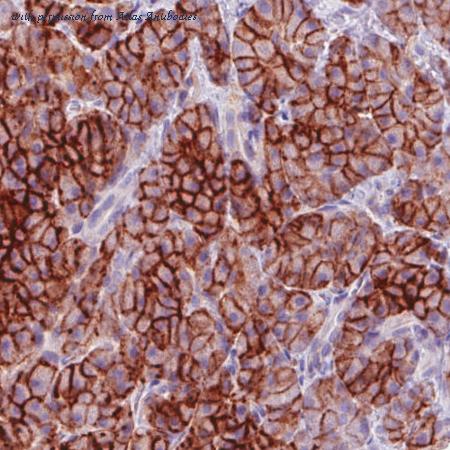 Atlas Antibodies AMAb90639 image 3