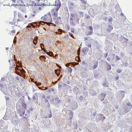 Atlas Antibodies AMAb90649 image 1