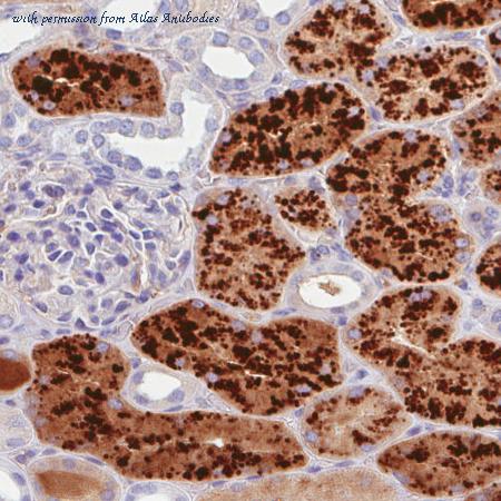 Atlas Antibodies AMAb90649 image 3