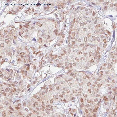 Atlas Antibodies AMAb90655 image 1
