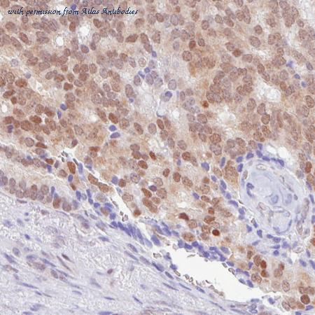 Atlas Antibodies AMAb90655 image 3