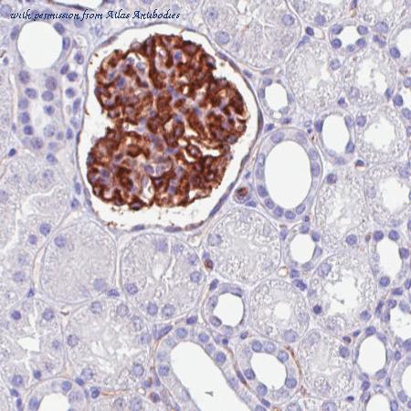Atlas Antibodies AMAb90667 image 1