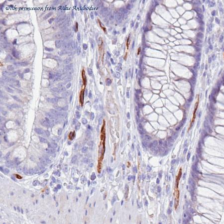 Atlas Antibodies AMAb90667 image 2