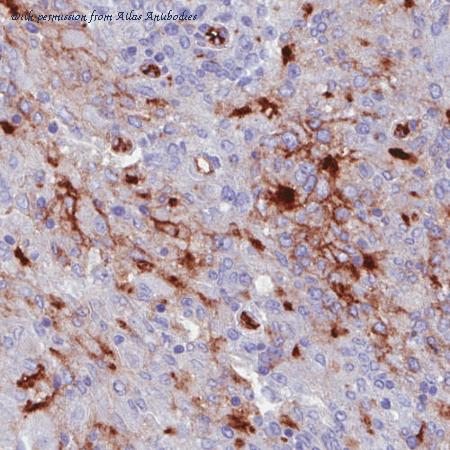 Atlas Antibodies AMAb90667 image 3