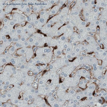 Atlas Antibodies AMAb90746 image 2
