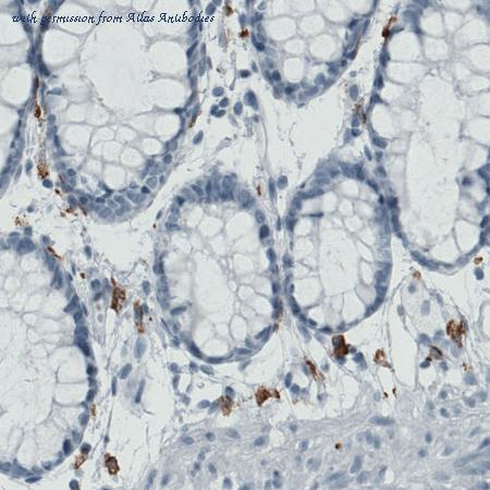 Atlas Antibodies AMAb90746 image 3