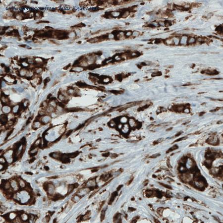 Atlas Antibodies AMAb90762 image 1