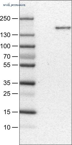Atlas Antibodies AMAb90766 image 1