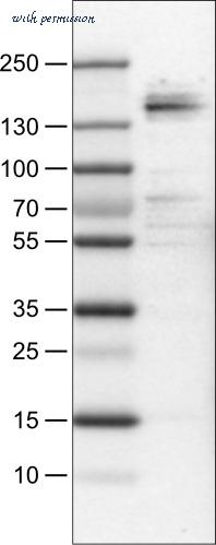 Atlas Antibodies AMAb90766 image 2