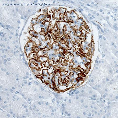 Atlas Antibodies AMAb90772 image 1