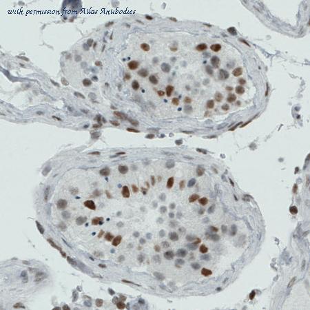 Atlas Antibodies AMAb90781 image 1