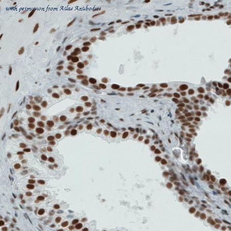 Atlas Antibodies AMAb90781 image 2