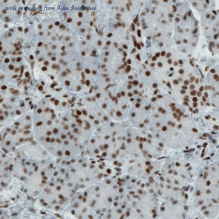 Atlas Antibodies AMAb90781 image 3