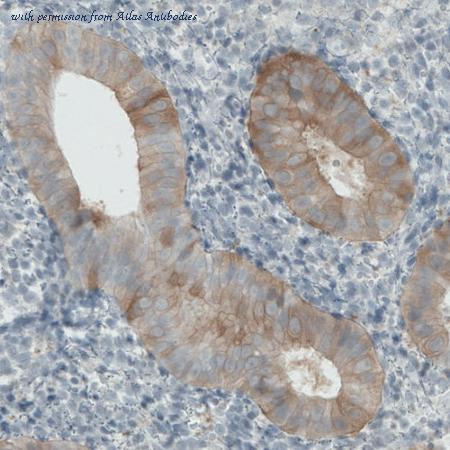 Atlas Antibodies AMAb90786 image 3