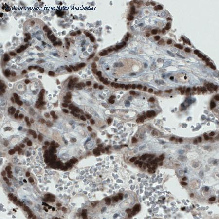 Atlas Antibodies AMAb90909 image 1