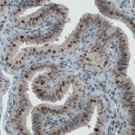 Atlas Antibodies AMAb90909 image 2