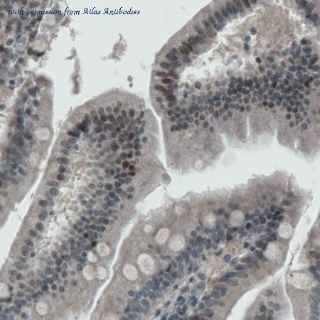 Atlas Antibodies AMAb90909 image 3