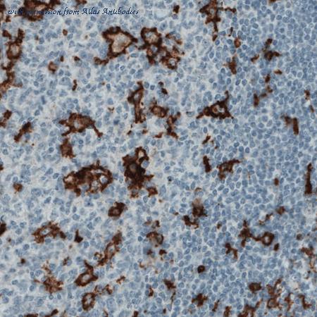 Atlas Antibodies AMAb90915 image 1