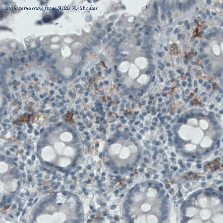 Atlas Antibodies AMAb90915 image 2