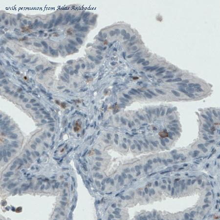 Atlas Antibodies AMAb90915 image 3