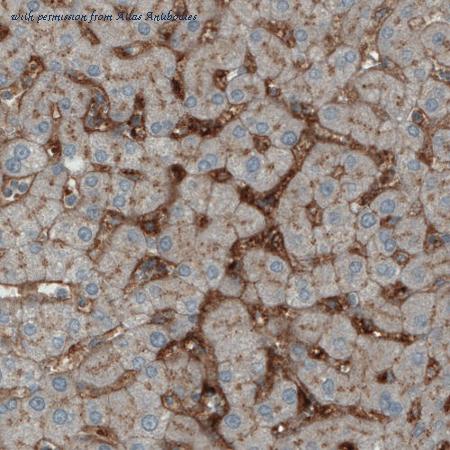 Atlas Antibodies AMAb90921 image 1