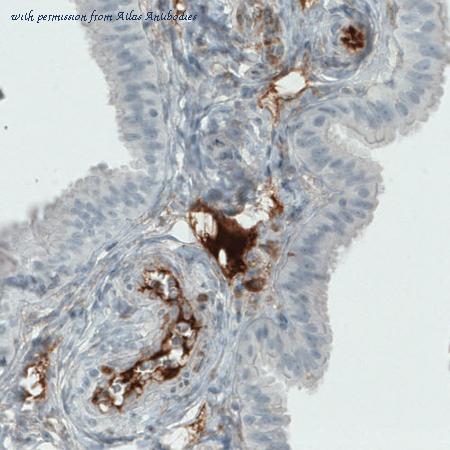 Atlas Antibodies AMAb90921 image 2