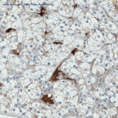 Atlas Antibodies AMAb90921 image 3