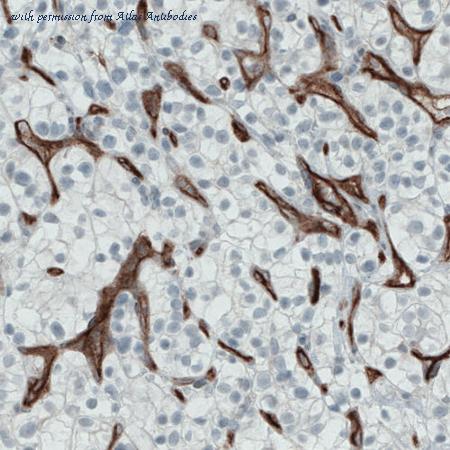 Atlas Antibodies AMAb90925 image 1