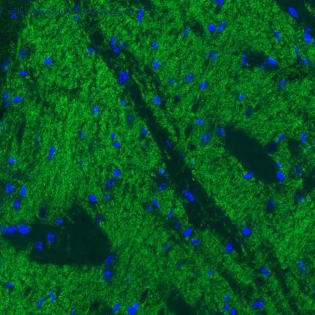Atlas Antibodies AMAb91043 image 2