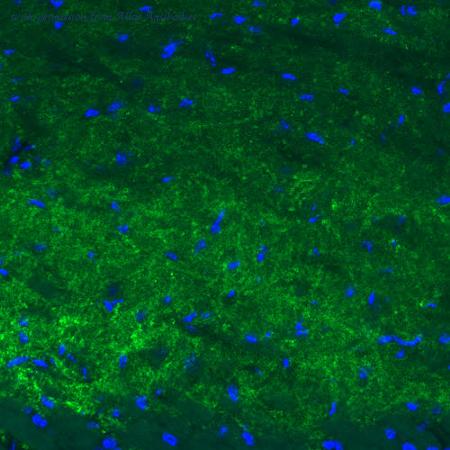 Atlas Antibodies AMAb91048 image 2
