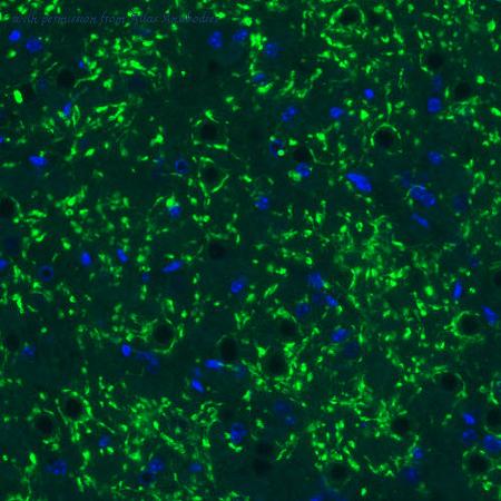 Atlas Antibodies AMAb91081 image 2