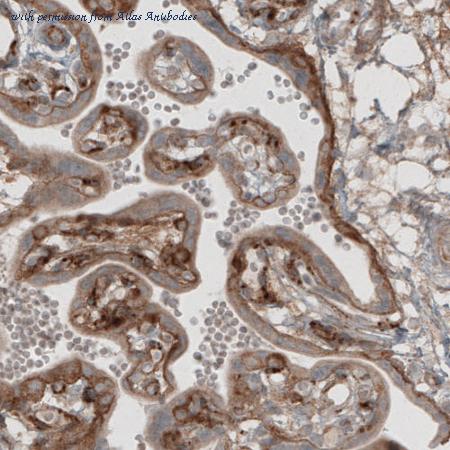 Atlas Antibodies AMAb91092 image 1