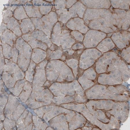 Atlas Antibodies AMAb91092 image 2