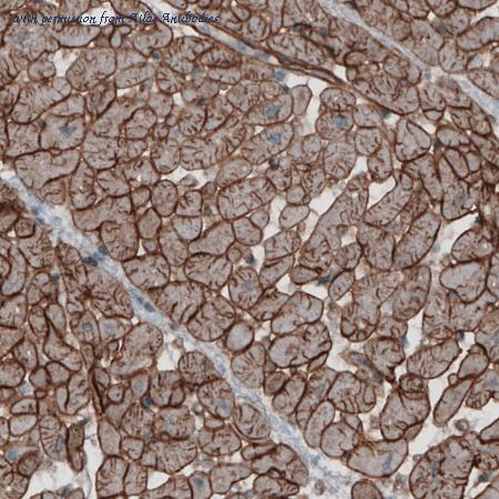 Atlas Antibodies AMAb91097 image 1