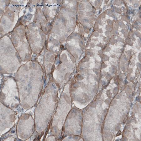 Atlas Antibodies AMAb91097 image 3