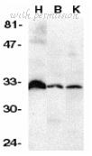 Bio-Rad AHP1603 image 1
