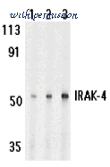 Bio-Rad AHP1662 image 1