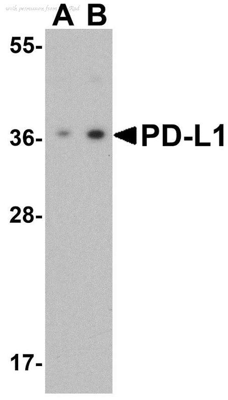 Bio-Rad AHP1703 image 1