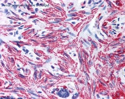 Bio-Rad AHP1730 image 1