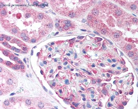 Bio-Rad AHP1739 image 1
