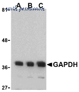 Bio-Rad AHP1628T image 1